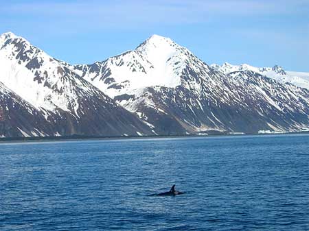 CruiseTour y Crucero Alaska: Fiordo de Kenai