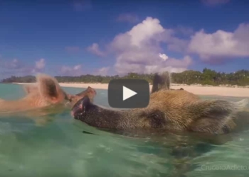 Nadar entre cerditos salvajes en Bahamas