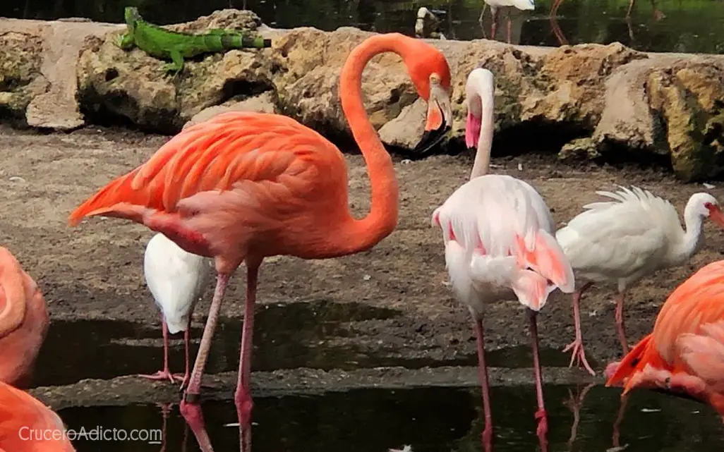 Flamingo Garden - Visitar Fort Lauderdale