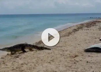 cocodrilo en las playas de Cozumel