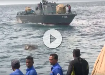 rescate de un elefante en alta mar
