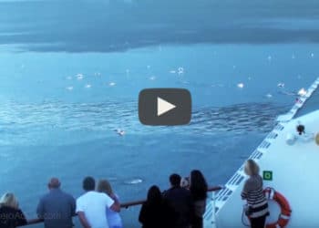 Cientos de delfines rodean un barco de crucero en Alaska