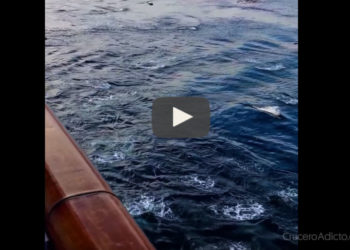 Vídeo de lo que nunca esperas ver desde el camarote de un crucero