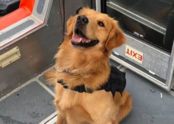 Perro antidrogas sufre sobredosis al rastrear maletas de crucerista