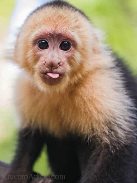 monos capuchinos Roatan