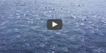 delfines rodean al carnival miracle