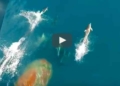 Espectacular carrera de grupo de delfines con barco de cruceros