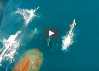 Espectacular carrera de grupo de delfines con barco de cruceros