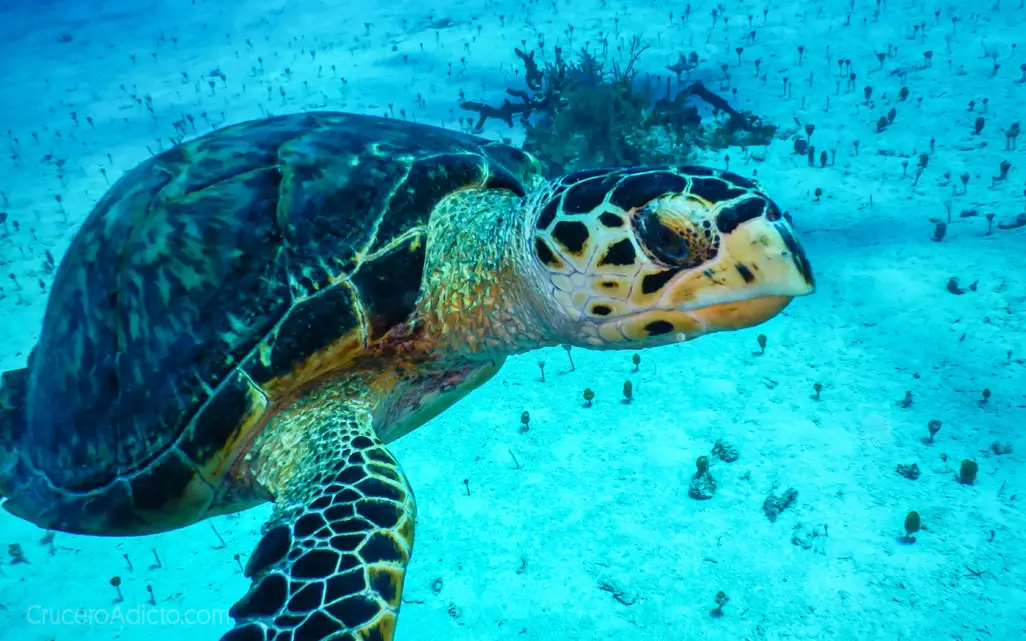 Primeras tortugas nacen en Ocean Cay MSC Marine