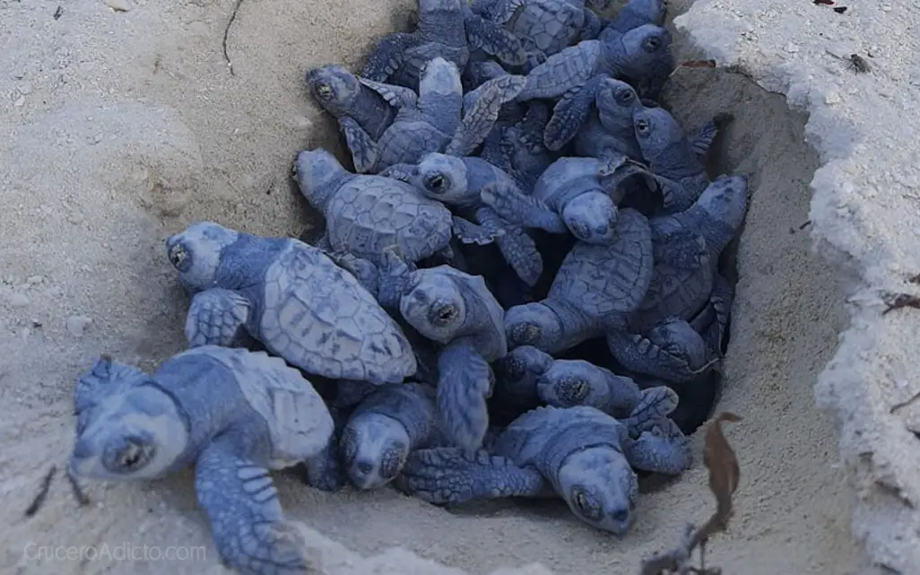 Primeras tortugas nacen en Ocean Cay MSC Marine