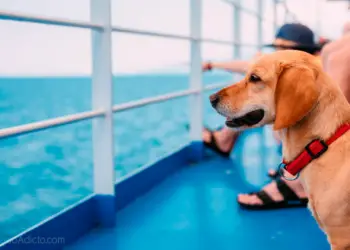 Navegar con tu perro en tu camarote y otras ventajas de viajar en ferry
