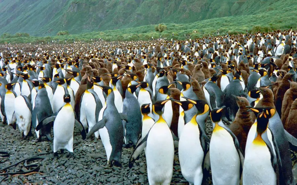 Macquarie Island National Park