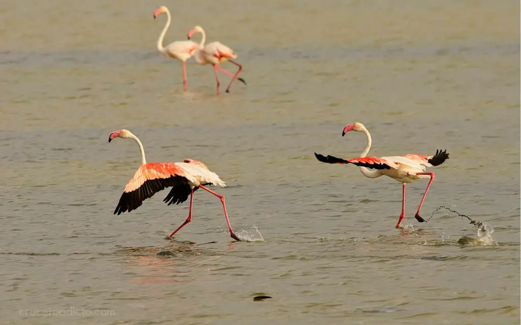 Parque Nacional Doñana